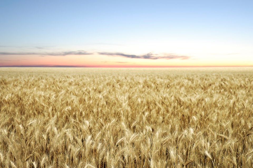 wheat field of dreams