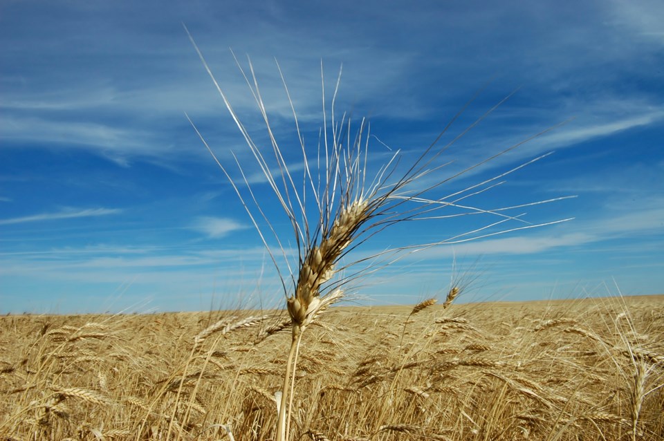 wheat in a field