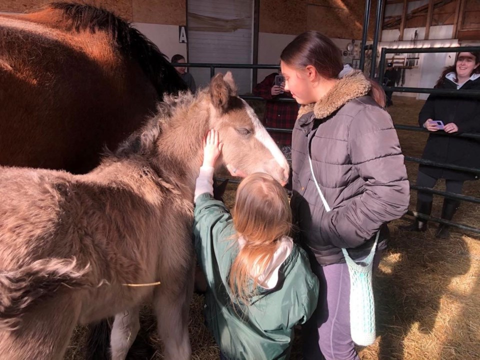 draft horse clinic 1 72