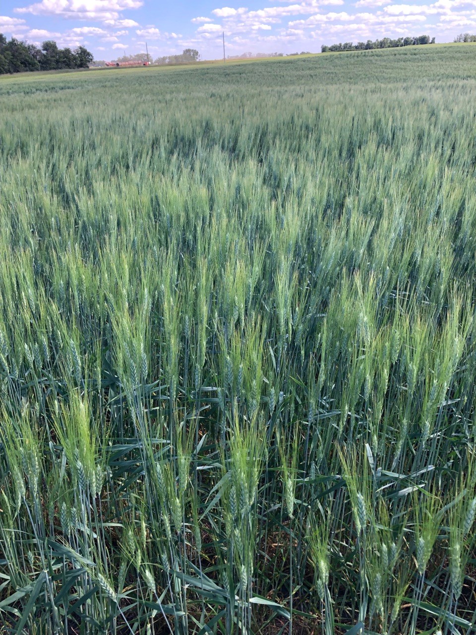 Durum field 2022