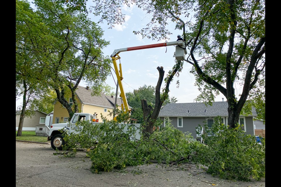 Dutch elm disease has been rampant this year in all corners of Saskatchewan and the town of Carlyle was not spared. Crews removed a tree from Second Street West in Carlyle. 
