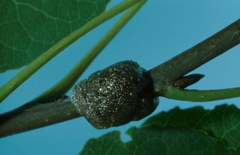 Newly laid forest tent caterpillar egg band on a trembling aspen twig.
