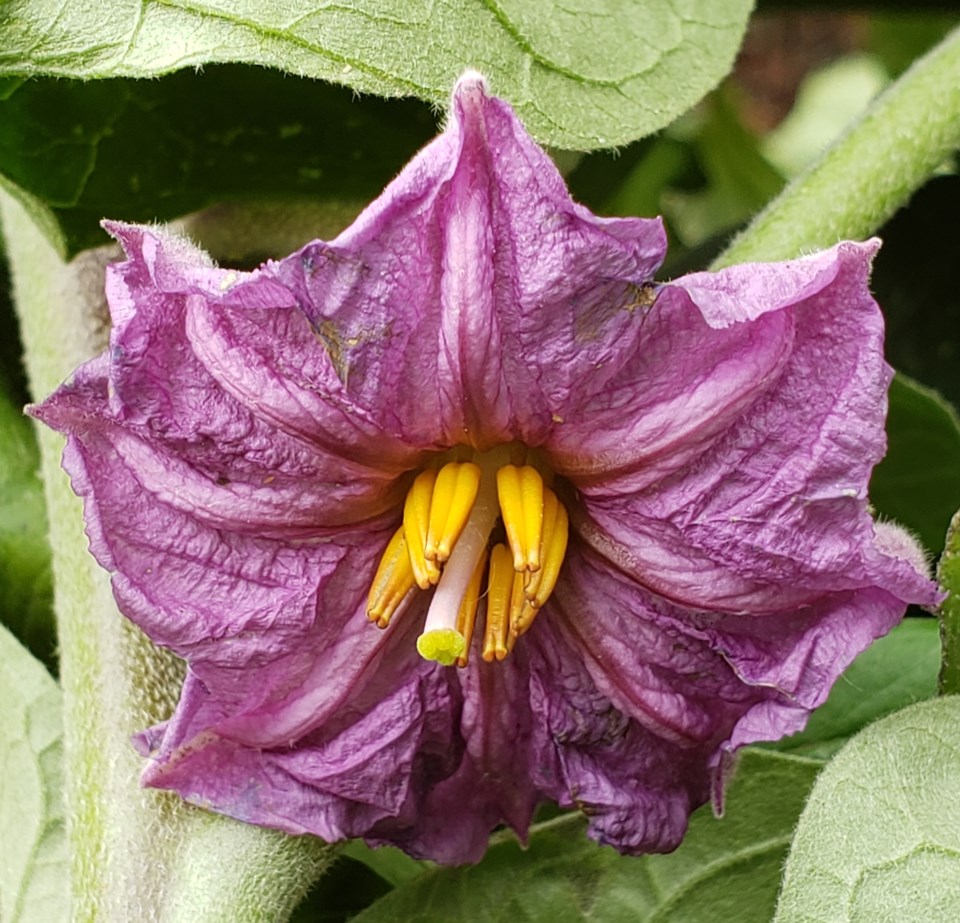 eggplant flower