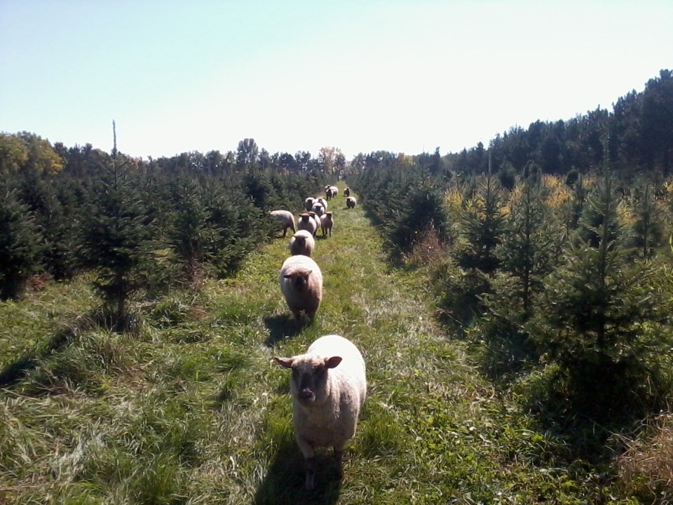 eq-shropshires-in-christmas-treesphoto2154