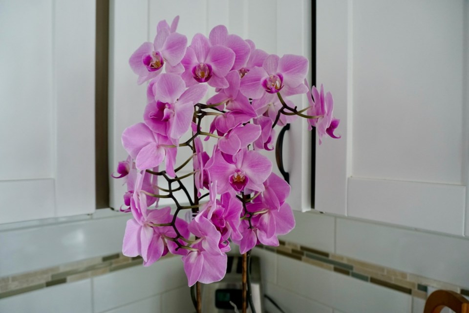 An orchid in Debbie Anderson's house had almost 50 flowers as of mid-May. The plant started blooming in February. 