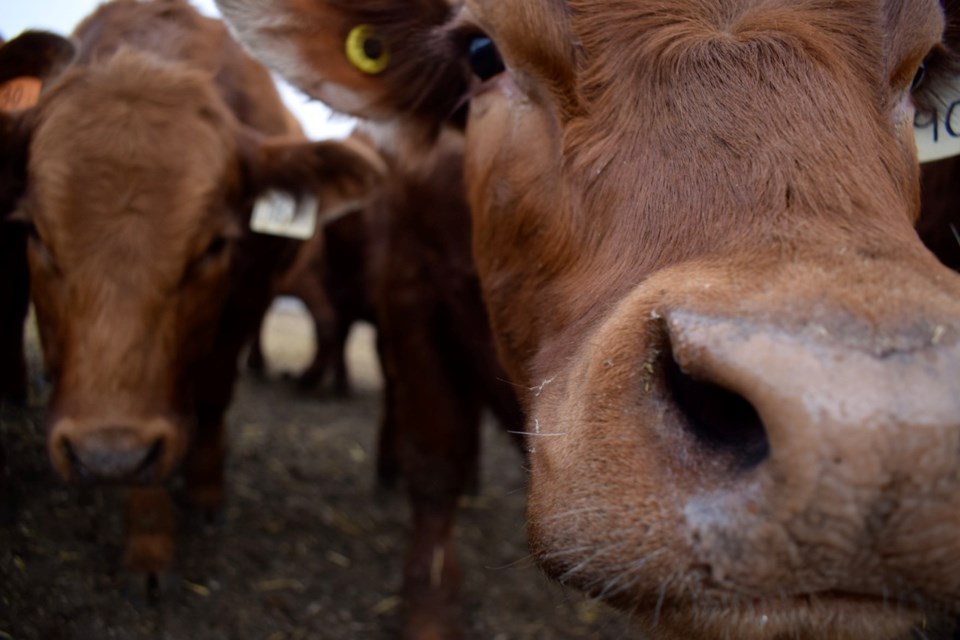 farming-cows