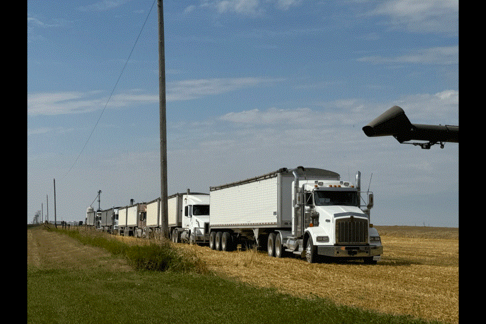 Cutline 1: Ten semi-trucks lined the field east of Precision Ag, waiting to haul the durum to the border crossing.