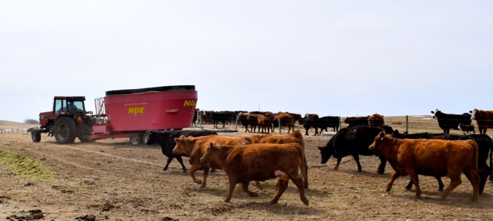 feeding cattle, cows