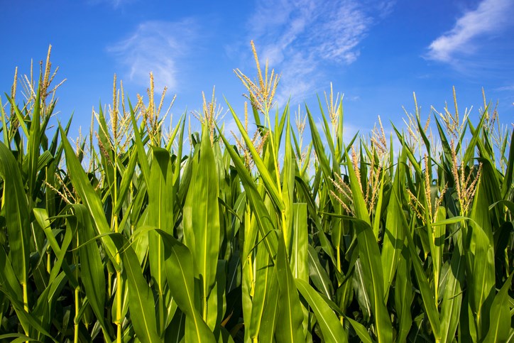 Average corn yields in Brazil and Argentina are expected to be higher than last year, but prospects for this year’s harvest are being pared down as drought conditions in the two countries continue to affect overall yield potential.