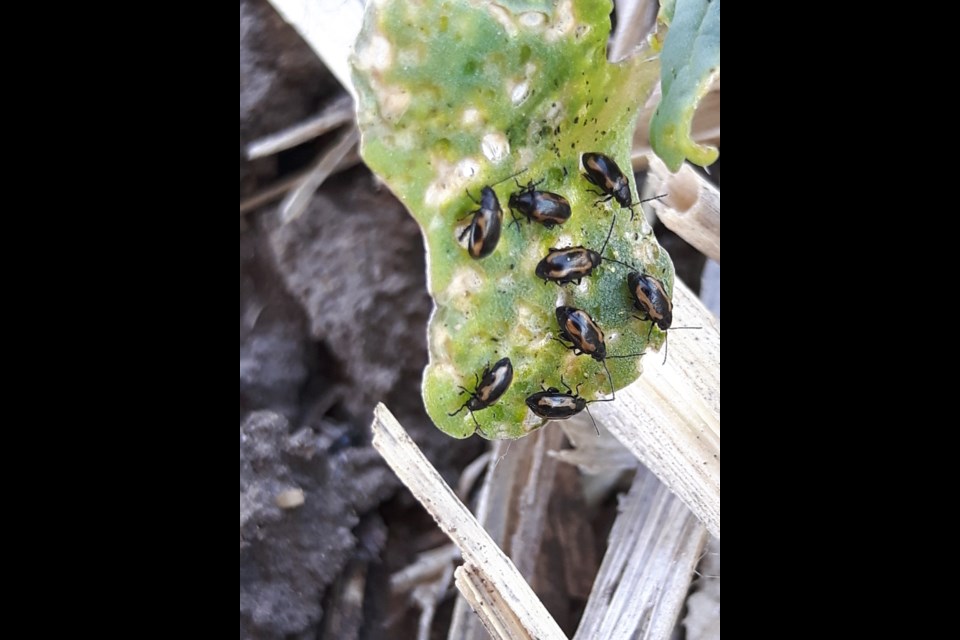 Flea beetles become active with the first extended period of warm weather in April and May. Striped flea beetles (shown) emerge from winter rest one to four weeks before the all-black crucifer flea beetles. 