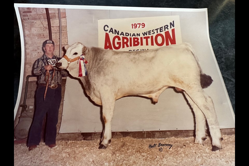 2) Frank Faber showing his prize bull Benji at the Regina Agribition in 1979. 