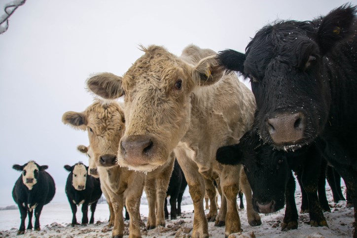 cattle waiting to be fed winter