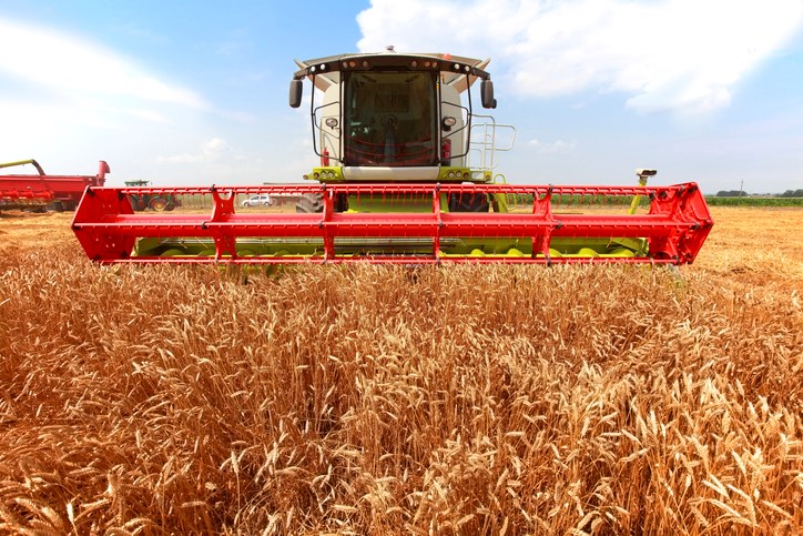 straight combining harvest