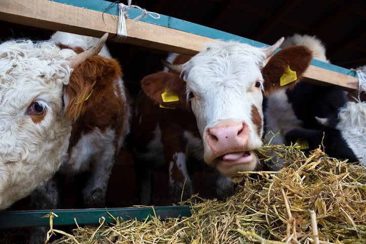 cattle feedlot