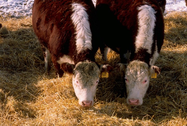 steers eating feedlot