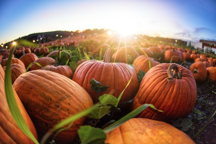 Halloween means pumpkins.