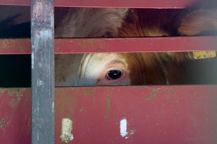 cattle eye in carrier