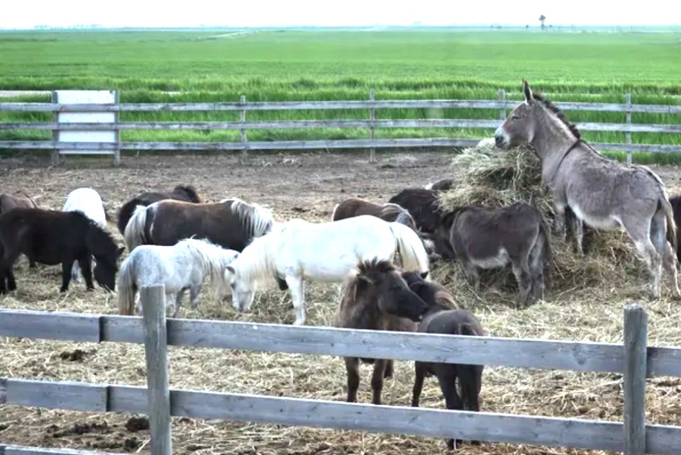 gofundme-happy-little-hooves