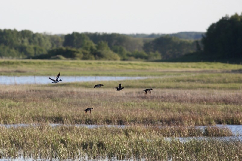 good-spirit wetland