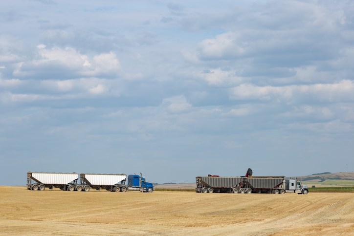 grain semi trucks in field