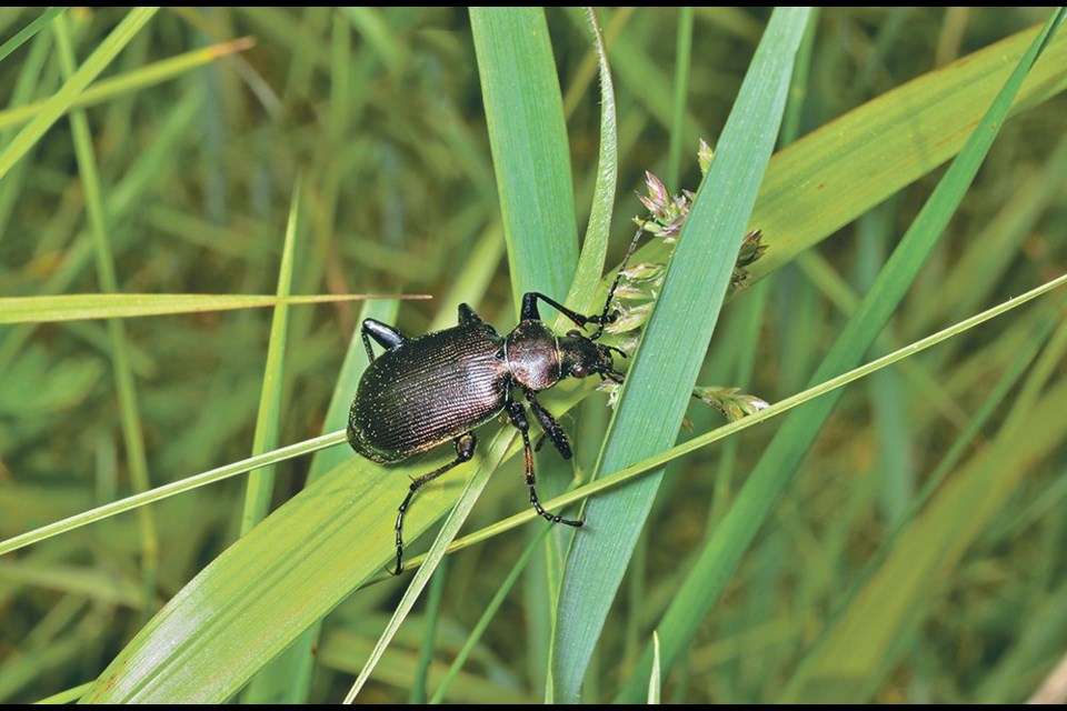 There are 400 species of ground beetle on the Canadian Prairies. Depending on their size, they may attack eggs, larvae or pupae of cutworm. A ground beetle’s head is narrower at the eyes than the section behind the head and its front wings may have striations or pits. 