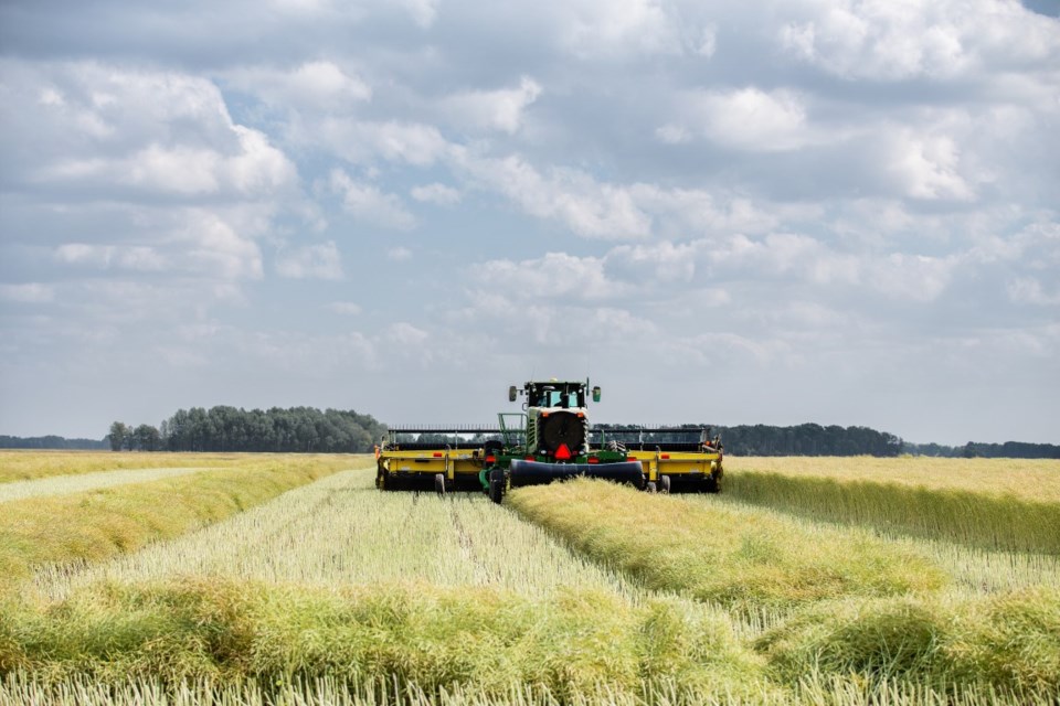 Harvesting canola