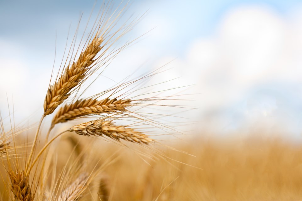 Heads of wheat