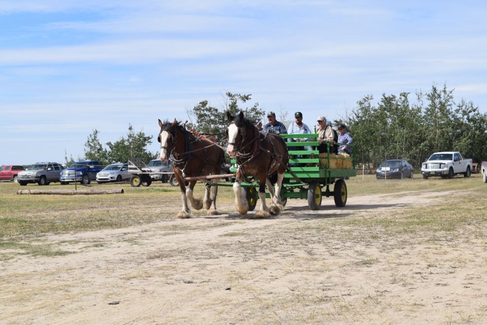 Cameron Last and his team of Clydesdales were quite popular with spectators as they gave rides around the grounds.