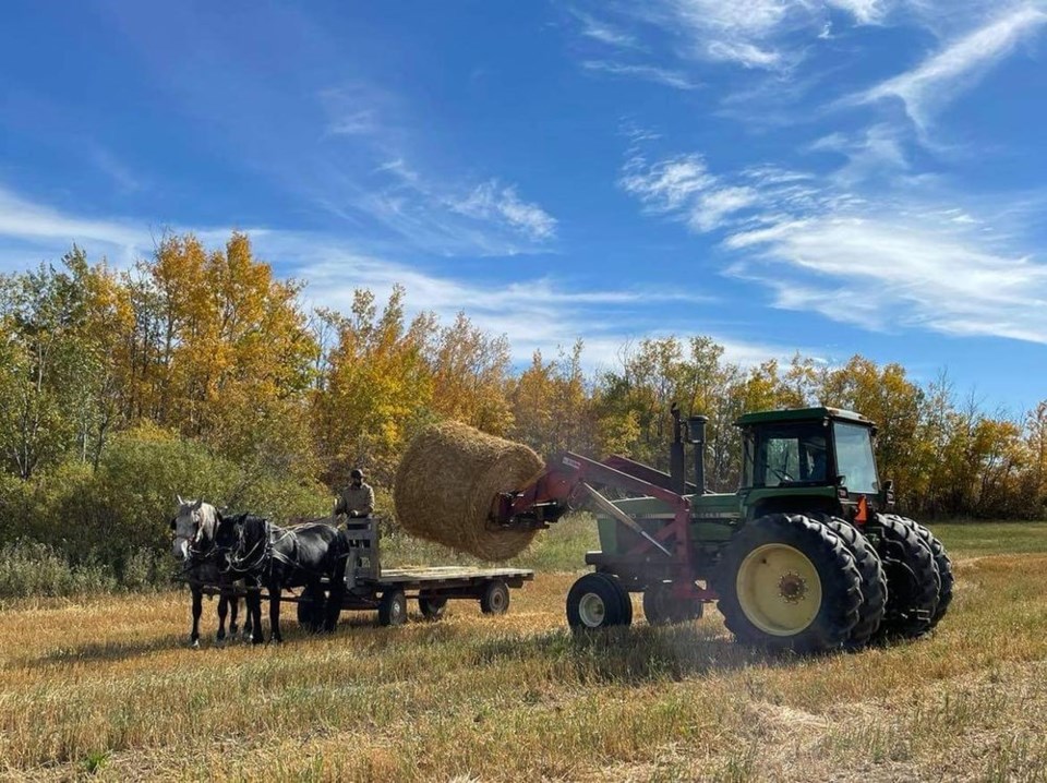 Horses Hay Bales