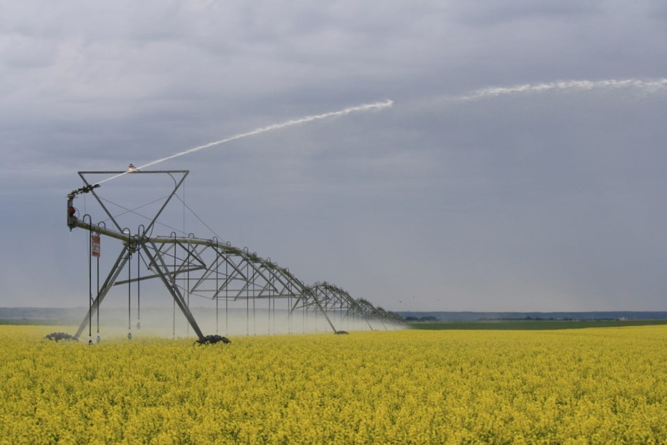 Irrigated Canola