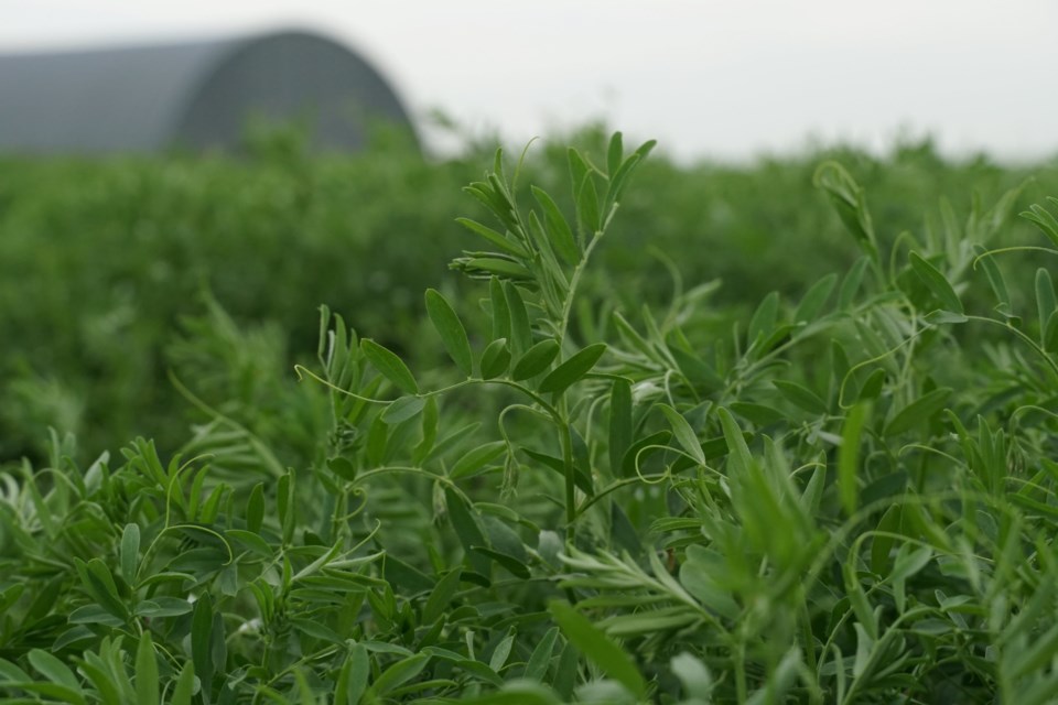 lentils-june-2020-2resized-3804