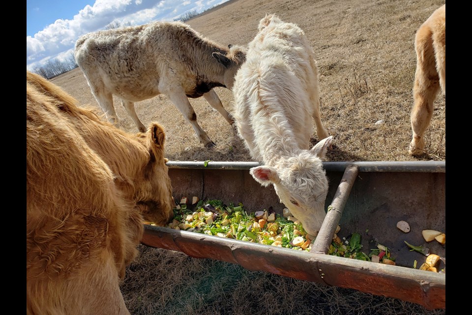 Cows eat fresh produce from troughs.