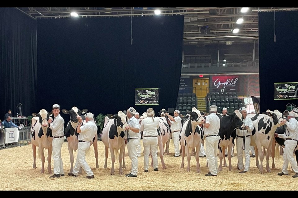 Diary cattle lined up for judging during the National Holstein Convention in Montreal, Que. in mid-April. 