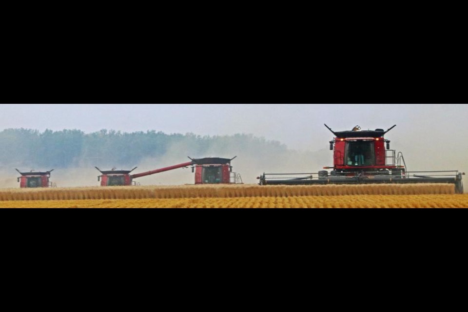 Part of a group of combines worked to take off a large field of wheat just south of Weyburn on Thursday evening for Dale Mainil Farms.