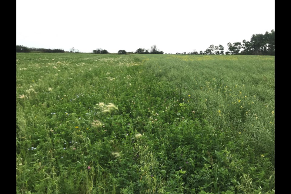 Through the MARS program, Saskatchewan producers will have the opportunity to work with professional agrologists to establish perennial forage in problem areas. 