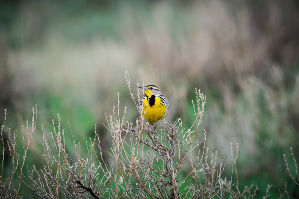 meadowlark