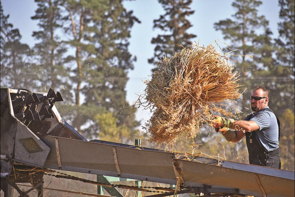 Stooks are pitched into the threshing machine that deposits empty straw on one side, and grain on the other.