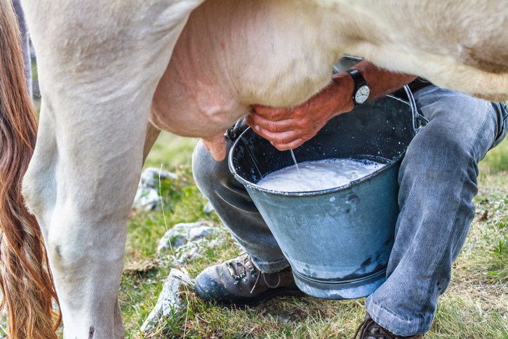 milking cow