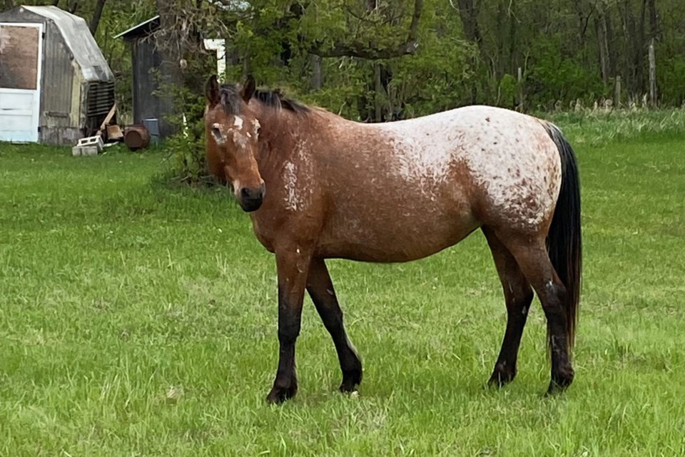 Misty the One-Eyed Horse