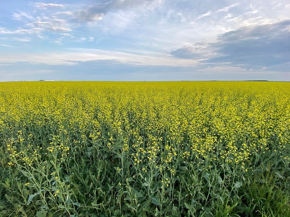 MJR11072021_canola_field_1