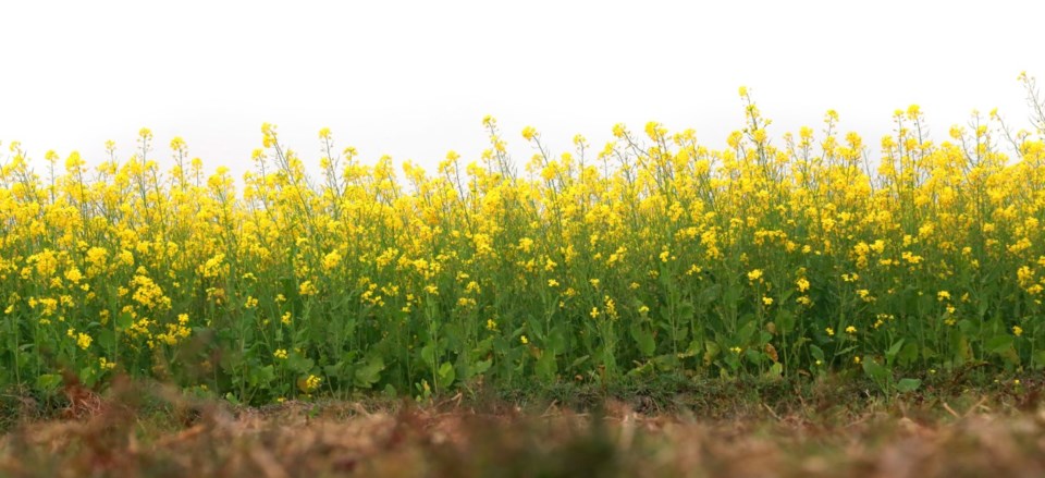 mustard crop
