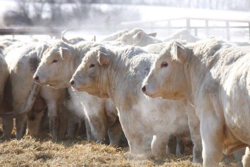 A group of sale bulls