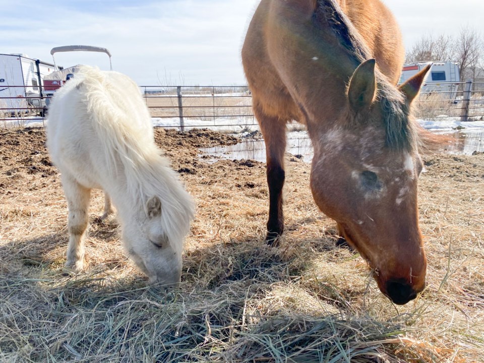 New Hope Horse Club