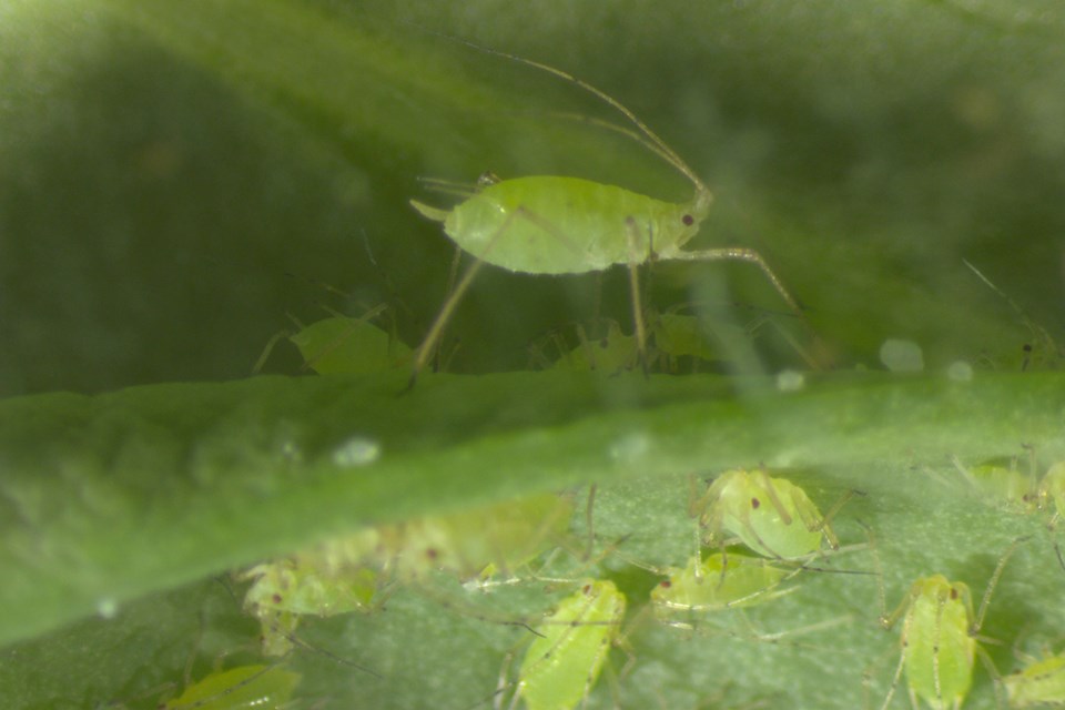 pea-aphid