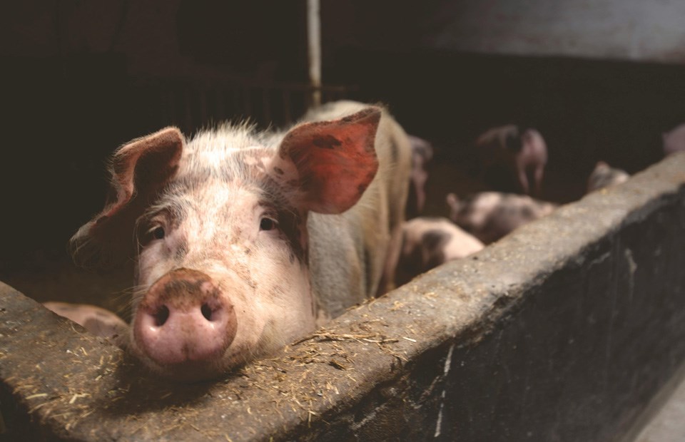 pig-0425