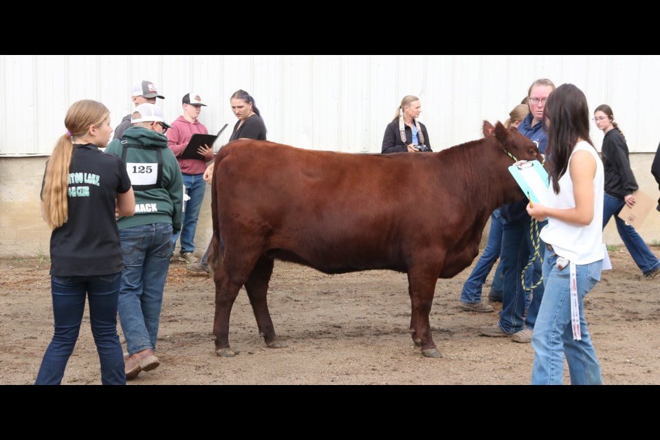 4-H members judge cattle too.