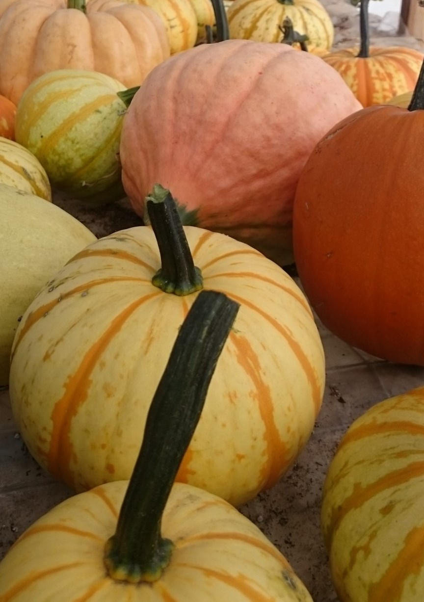 pumpkin and squash fall harvest (Large)