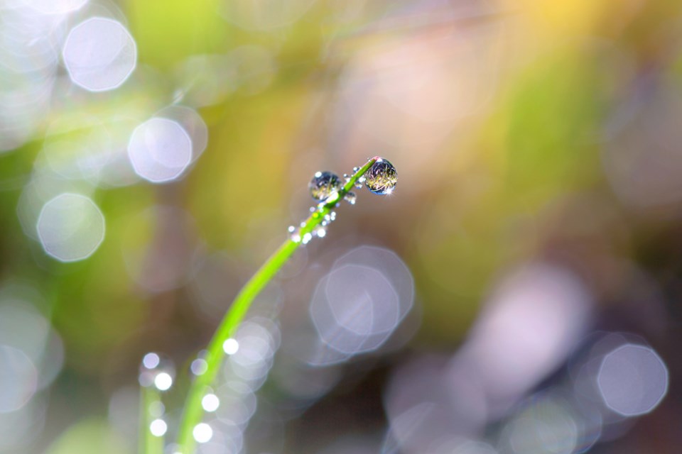 rain on grass