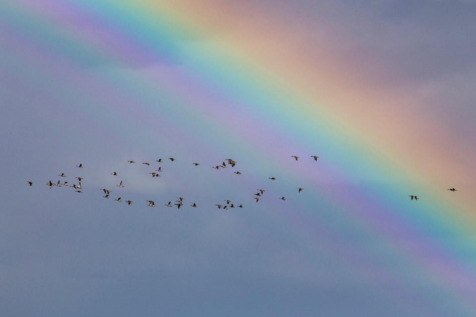 rainbow geese