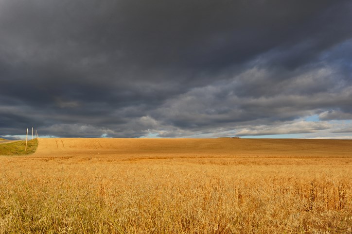 rainclouds harvest